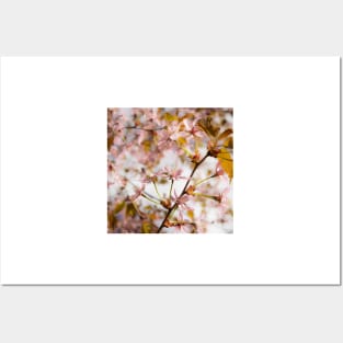 Cherry Blossom Posters and Art